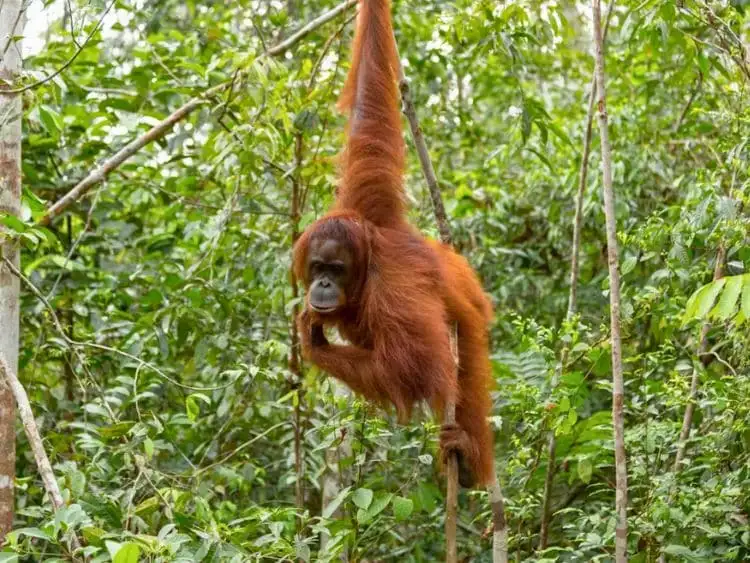 Incredible Private Bukit Lawang Trekking Tour from Medan