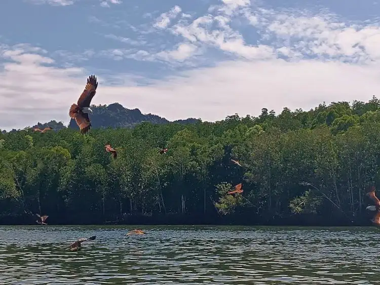 Langkawi Tour Private Kilim Geoforest Tanjung Rhu Mangrove